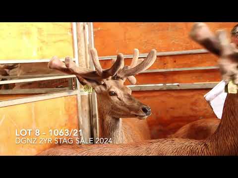 Lot 8 1063/21 DGNZ 2yr Stag Sale 2024