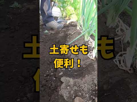 都市に菜園を作るにはどうすればよいですか？シンプルで簡単: 私たちのアドバイスに従ってください!  庭園