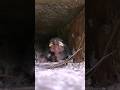 Baby Bird Sound | Mother Bird Went To Look For Food 😥