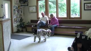 preview picture of video 'Lakewood Animal Hospital - Short | Morris, IL'