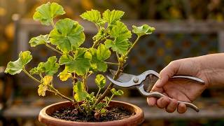 How to Prune Geraniums after Flowering — Quick and Easy! 🌿