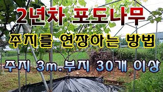 [텃밭농부. 1,141]  2년차 포도나무  주지를 연장하는 방법 #포도재배 #포도연장지 #포도주지
