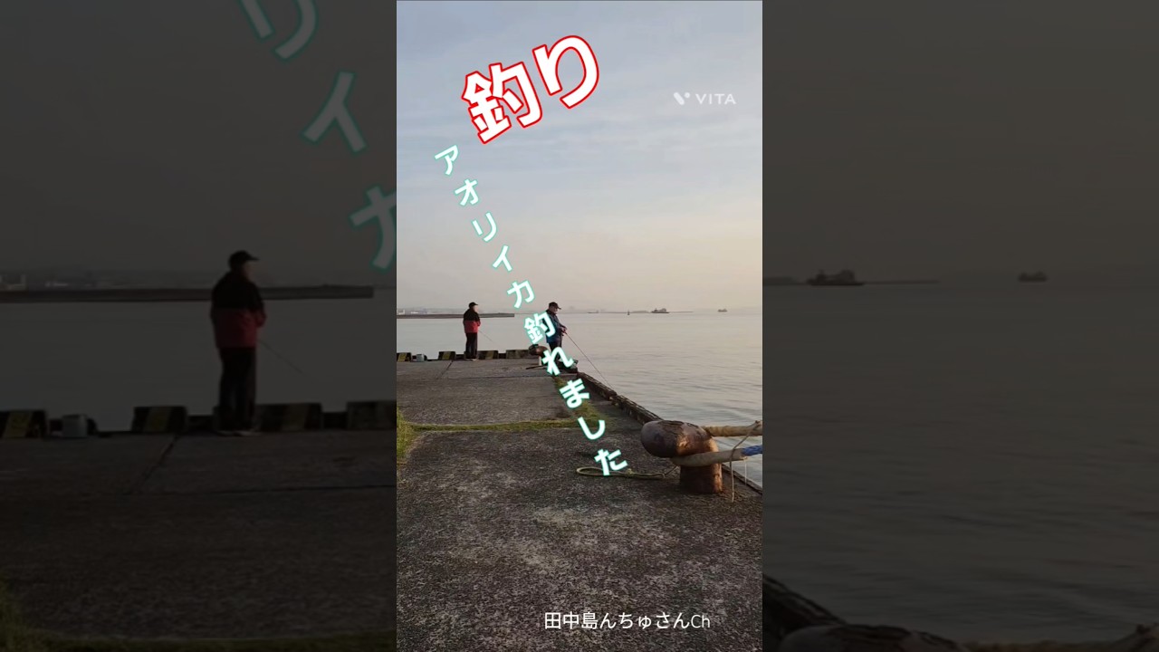 アオリイカ #釣り