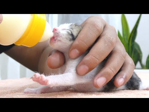 take care of a 3 day old kitten .the mother cat abandoned the kitten ( protect the cats)