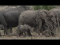 Baby Elephant Walk Song