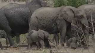 Baby Elephant Walk Song