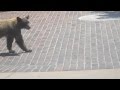 Bear (cub) downtown Aspen 08/12/2012 