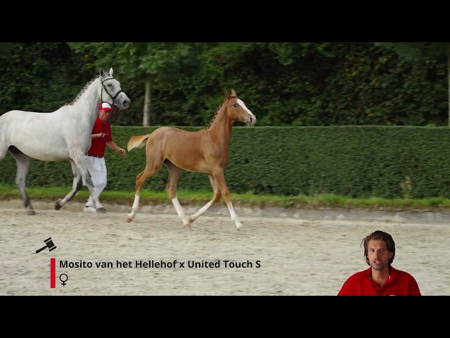 Winning Touch Q