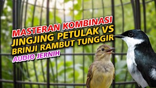 Download lagu Jingjing Petulak Mix Brinji Rambut Tunggir | Masteran Full Tembakan mp3