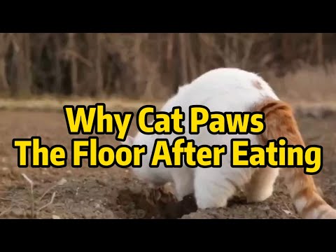 Why My Cat Paws The Floor After Eating