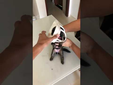 Safira agora é mãe!!!#cachorro #pastoralemao #pets #segue #humor