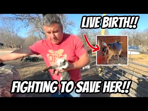 Showed Up Just In Time!! ￼We caught It On Camera, Live Birth!!