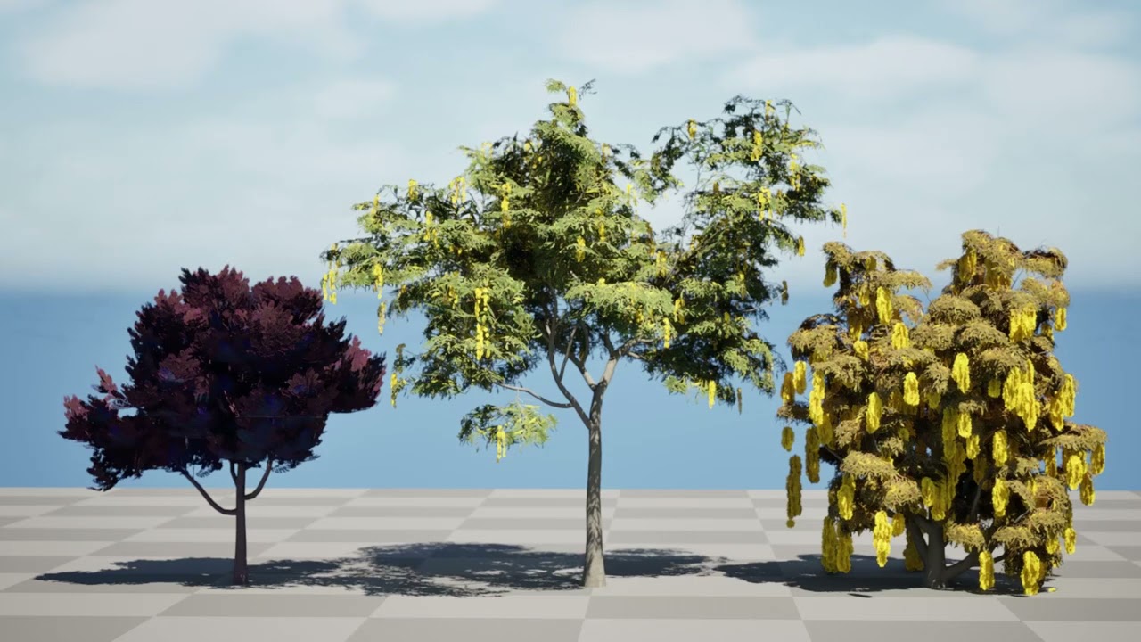 Australian Acacia Cootamundra Wattle Plant Trees 3D Model