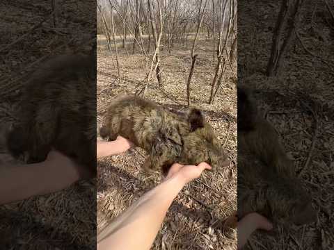 The Run Back to the Wild ❤️