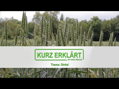 Dinkel – Kurz Erklärt mit Guido Seedler