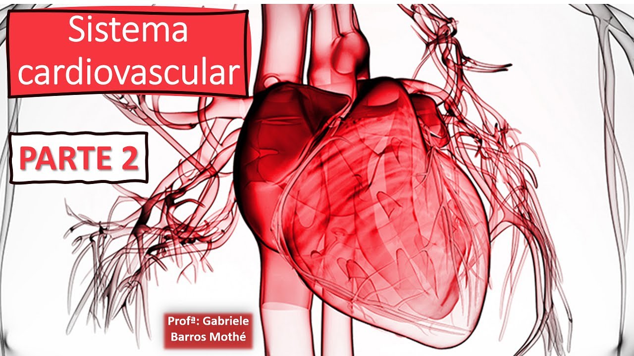 SISTEMA CARDIOVASCULAR - parte 2 (anatomia veterinária)