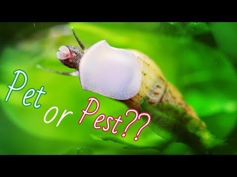Malaysian Trumpet Snail - Species Spotlight