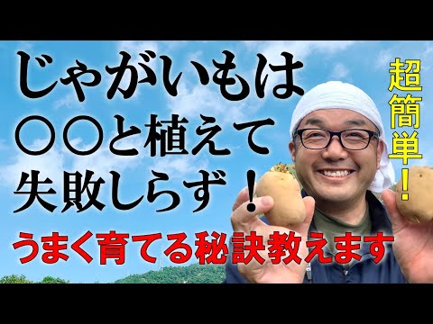 ジャガイモの隣に植えてはいけない植物は何ですか?最悪のコンパニオンプランツの完全なリスト  庭園