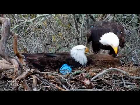 Cruz & Spirit Share Incubation Duty & Views of Eggbert - Fraser Point Bald Eagles - Feb 2, 2019