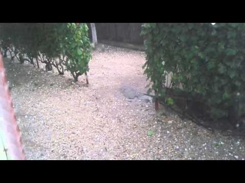 Grindina la Beiu,Storobaneasa,Teleorman pe data de 30.05.2013