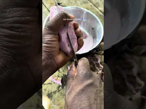 De regreso al campo después de 10 días enfermo