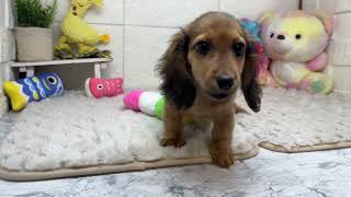 カニンヘンダックスフンドの動画01