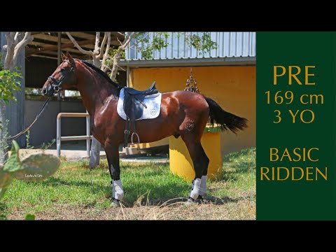 PRE HORSE FOR SALE - DRESSAGE PROSPECT - 3 YO - PIRO FREE