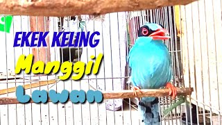 Download lagu Burung EKEK KELING Gacor Panjang Manggil Lawan mp3 Download lagu Burung EKEK KELING Gacor Panjang Manggil Lawan mp3