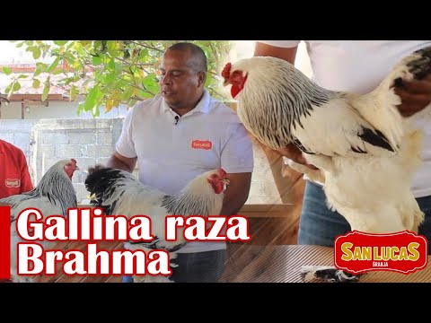 , title : 'Gallina Brahma | Las gallinas gigantes | Granja San Lucas'