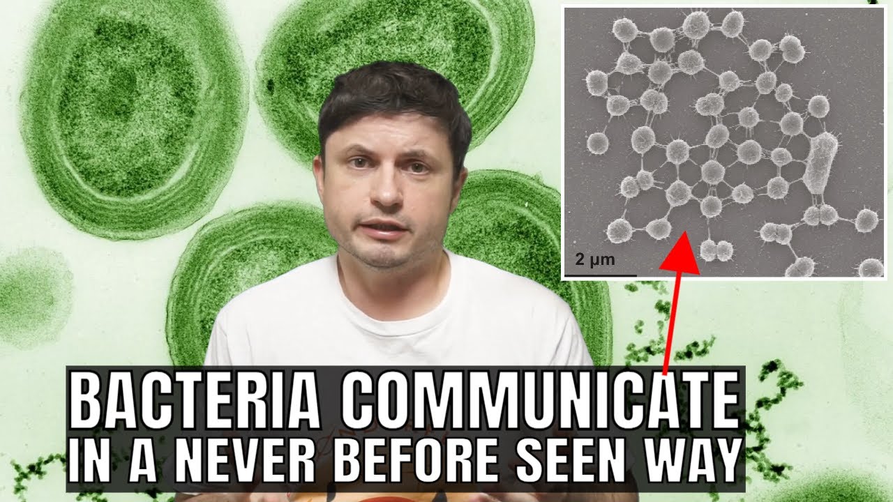 Surprising Bacterial Communication We've Never Seen Before