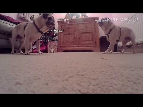 Two dogs have a conversation