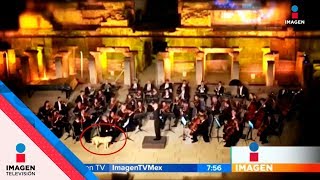 Perro se une a orquesta sinfónica ¡en pleno concierto! | Noticias con Francisco Zea