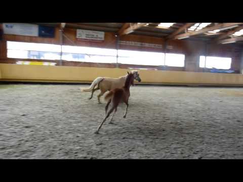 Hengstfohlen von Dimension AT Video #2