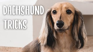 Miniature Dachshund Tricks: All the tricks my dog knows how to do!