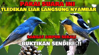 Download lagu suara pikat semua jenis burung tledekan ribut paling ampuh @AnakDesaKicau @AnakDesaKicau mp3 Download lagu suara pikat semua jenis burung tledekan ribut paling ampuh @AnakDesaKicau @AnakDesaKicau mp3