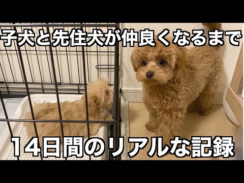 2匹の兄弟犬を飼育することはできますか?