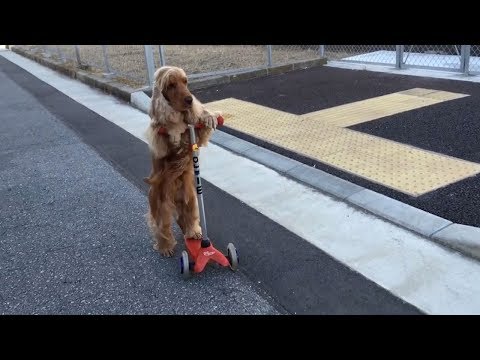 Férgek gyógyszerei emberben - Drontal plus giardia cane