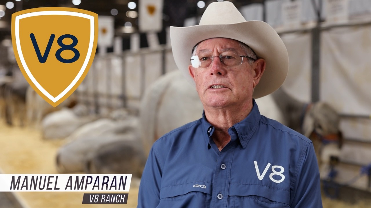 This Is How V8 Sells Worldwide!!