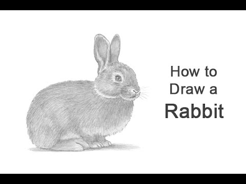 How to Draw a Rabbit