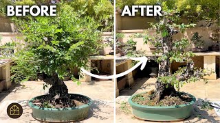From Overgrown to Stunning: Chinese Elm Spring Pruning Makeover