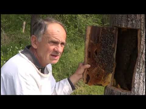 Ključne tajne pčelinjeg gnezda - PČELARSTVO IVANČEVIĆ