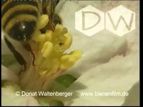 Vorschau: "Fleissige Bienen" von Donat Waltenberger
