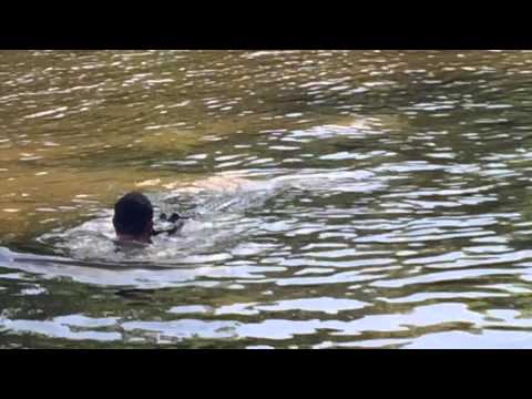 Swimming With Alligators, Louisiana Swamp