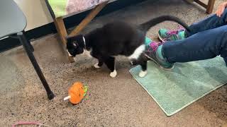 Video of Daisy