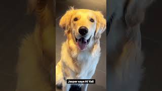Golden Retriever Puppies Videos