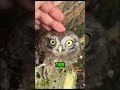 Why Owls React So Strangely To Touch  #shorts #animals #wildlife #birds #owl #nature #satisfying