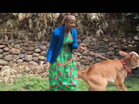 Asheetuu Caalaa - New Ethiopian Oromoo music - Offitti qabi dhungaadhu