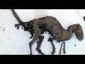 DINOSAUR Carcass Found In INDIA Flesh On The Bones Still