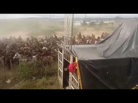 pega de boi no parque tamboril arco Verde pe