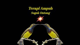 Download lagu Terapi Ampuh Sogon | Terapi Semua Jenis Burung | Terapi sogon Agar Bunyi | Terapi Sogok Ontong mp3 Download lagu Terapi Ampuh Sogon | Terapi Semua Jenis Burung | Terapi sogon Agar Bunyi | Terapi Sogok Ontong mp3